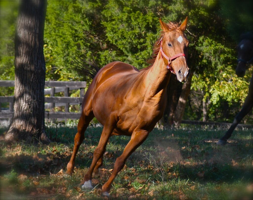 Paard Paard