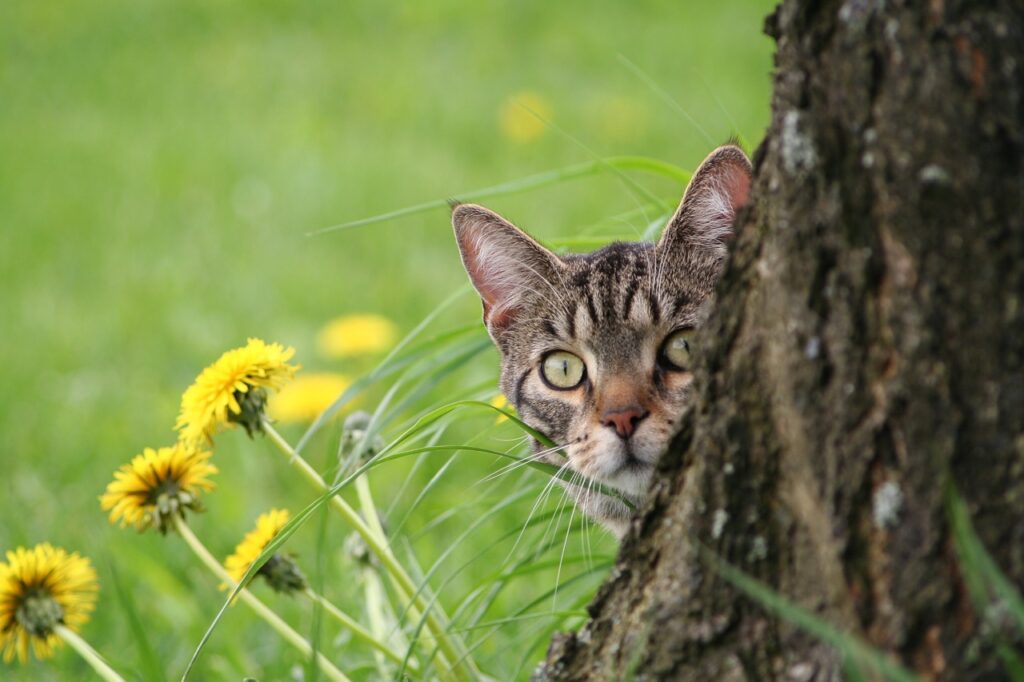 katten katten