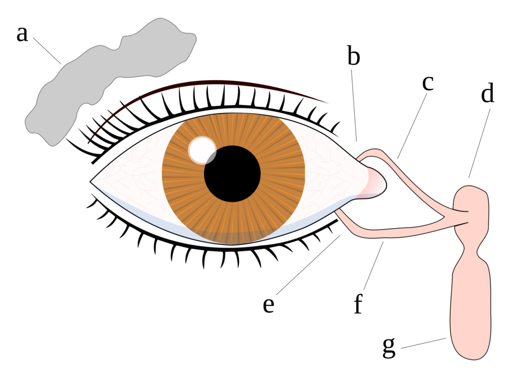 Oog